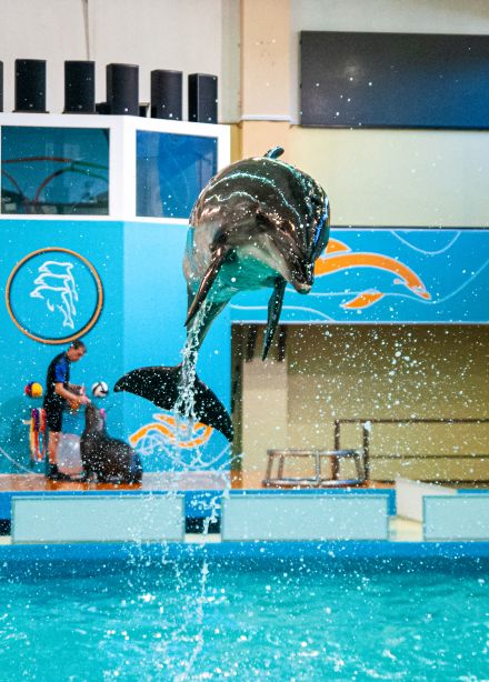 Геленджикский Дельфинарий